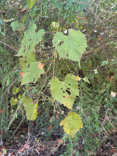 Featured image for “frost grape”