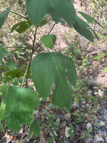 Featured image for “Paper mulberry”
