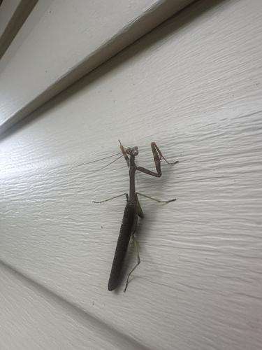 Carolina Mantis