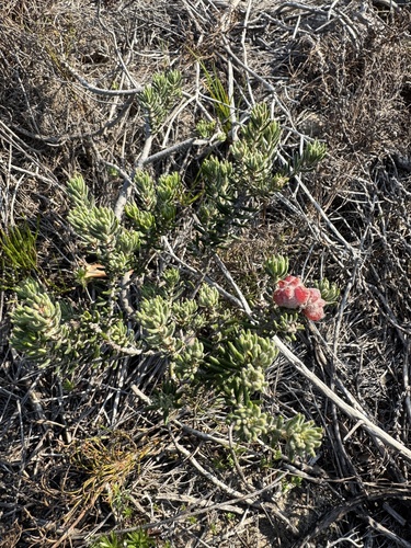Trichocephalus stipularis, photograph 6