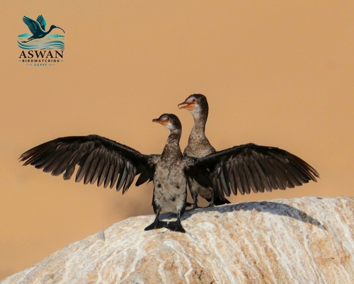 iNaturalist image