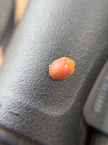 iNaturalist observation photo of Dotted Paropsine Leaf Beetle