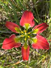 author not stated, no rights reserved Lilium catesbaei, photograph author not stated, no rights reserved