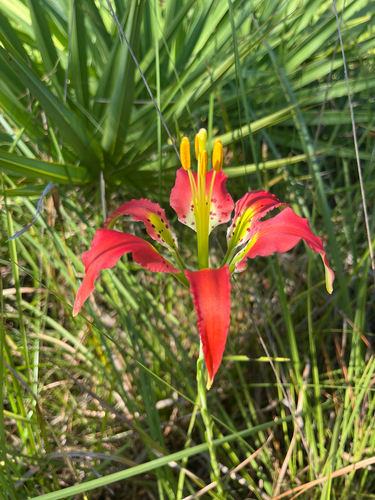 Lilium catesbaei, photograph 3
