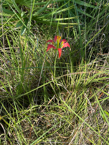 Lilium catesbaei, photograph 5