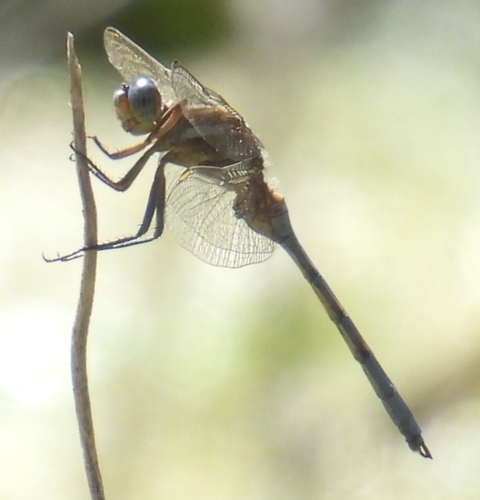 Epaulet Skimmer