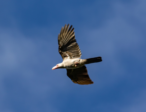 Corvus tristis observed 2026-07-11