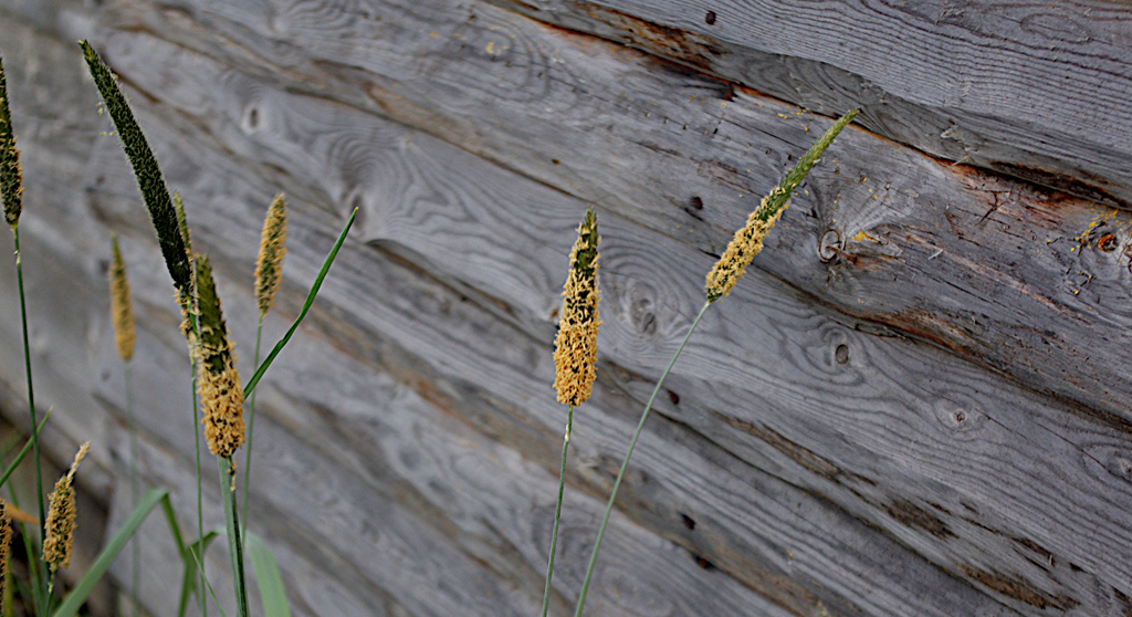 Alopecurus arundinaceus; photograph (c) Георгий Виноградов (Georgy Vinogradov), some rights reserved (CC BY)