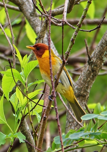 Rufous-headed Tanager