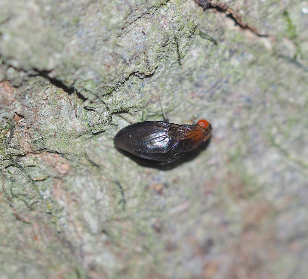 Stegana hypoleuca