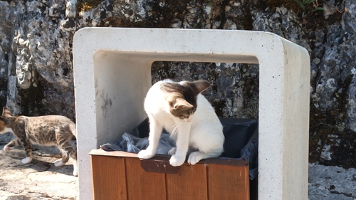 Domestic Cat