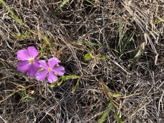 Phlox roemeriana