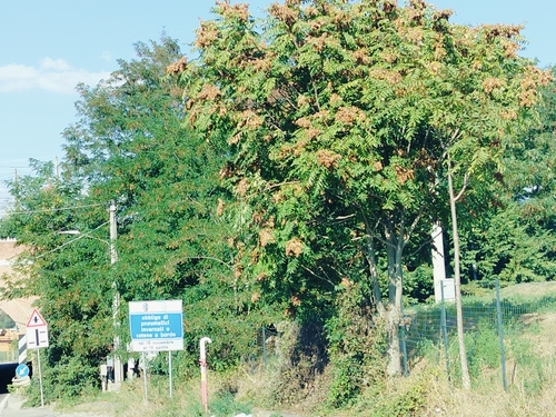 tree-of-heaven