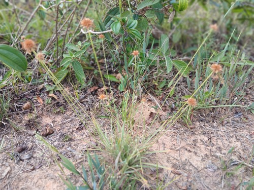 Rhynchospora barbata observed 2026-09-04