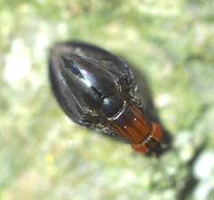 Stegana hypoleuca