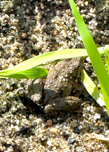 Blanchard's Cricket Frog