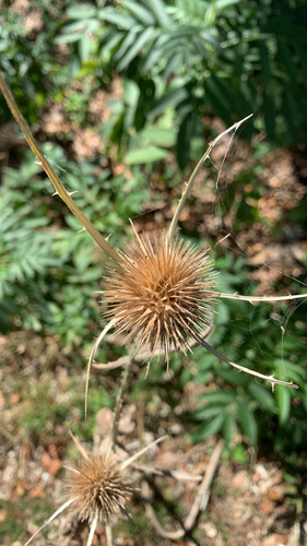 wild teasel