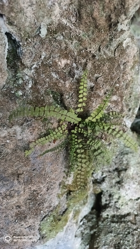 maidenhair spleenwort