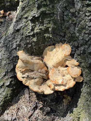 Berkeley's Polypore