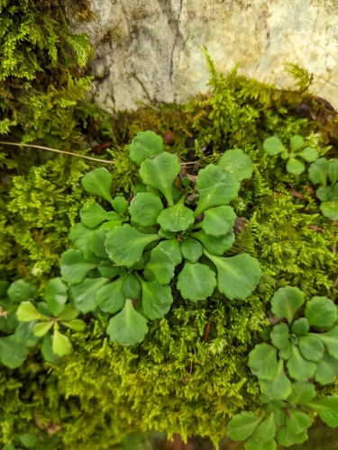 Saxifraga cuneifolia