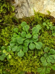 Saxifraga cuneifolia