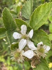 Rubus pascuus