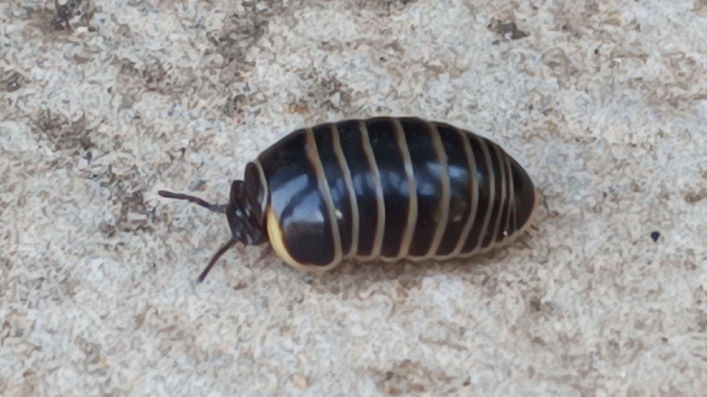 Glomeris herzogowinensis