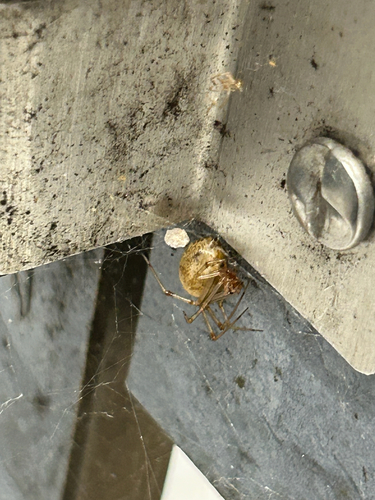 Common House Spider