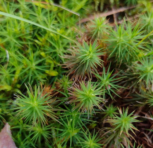 Dense Haircap Moss