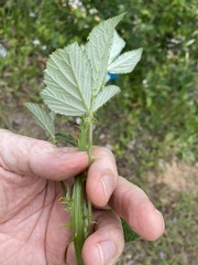Rubus pascuus