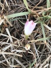 Zephyranthes fosteri