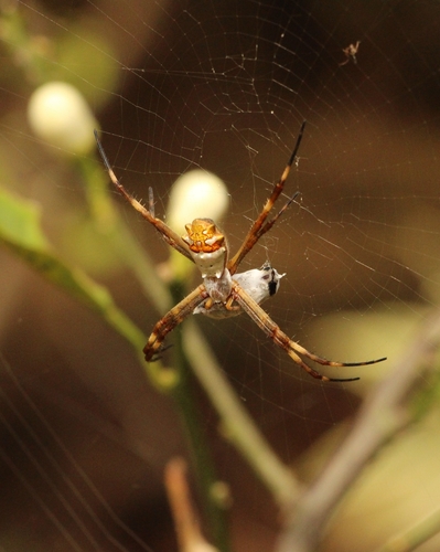 Silver Garden Orbweaver
