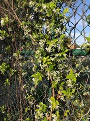 Trachelospermum jasminoides