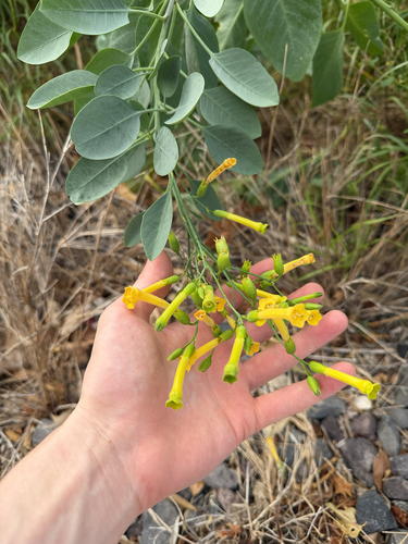 Nicotiana glauca observed 2026-09-06