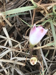 Zephyranthes fosteri