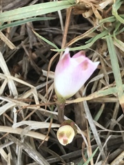 Zephyranthes fosteri
