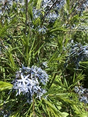 Amsonia ciliata