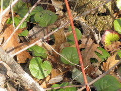 Pyrola elliptica