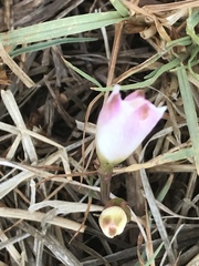 Zephyranthes fosteri