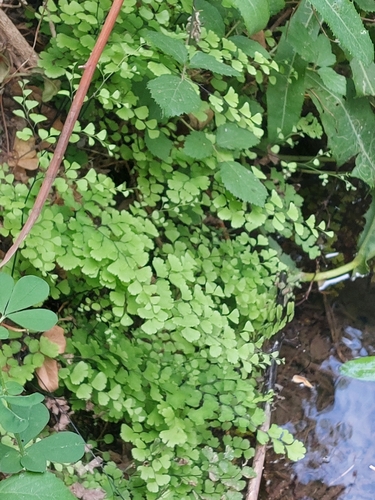 black maidenhair fern
