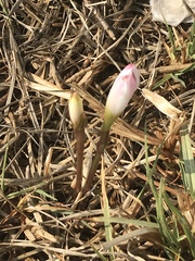 Zephyranthes fosteri