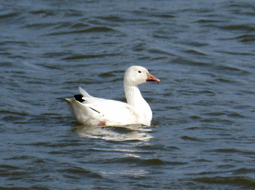 Snow Goose