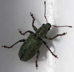 Pachyrhinus lethierryi