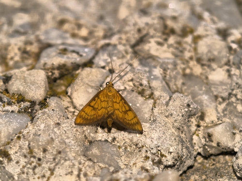Ecpyrrhorrhoe rubiginalis