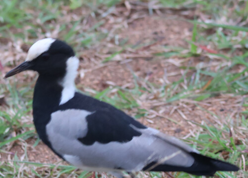 iNaturalist image