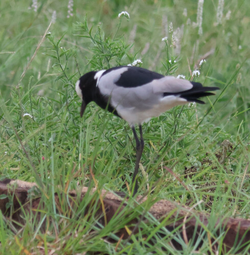 iNaturalist image