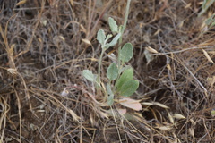 Eriogonum gracile gracile