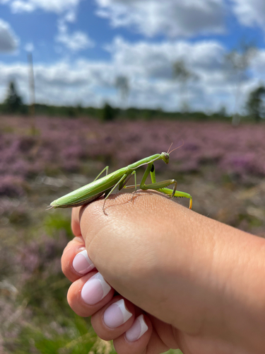 European Mantis