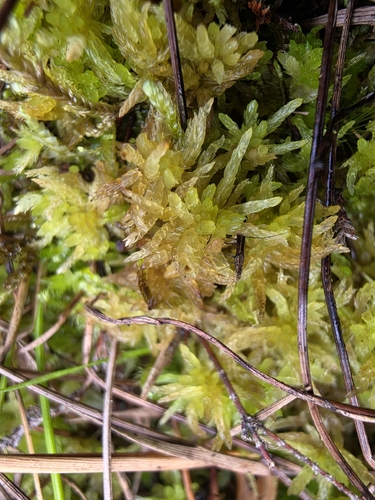 Sphagnum tenellum observed 2026-09-06
