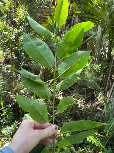 Annona glabra, photograph 6